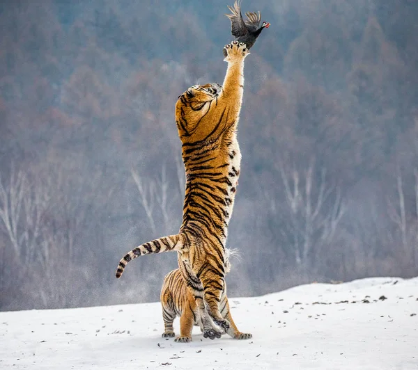 Siberian tiger hunting prey fowl in jump in winter, Siberian Tiger Park, Hengdaohezi park, Mudanjiang province, Harbin, China.