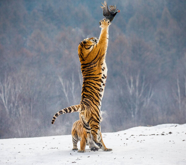 Siberian tiger hunting prey fowl in jump in winter, Siberian Tiger Park, Hengdaohezi park, Mudanjiang province, Harbin, China. 