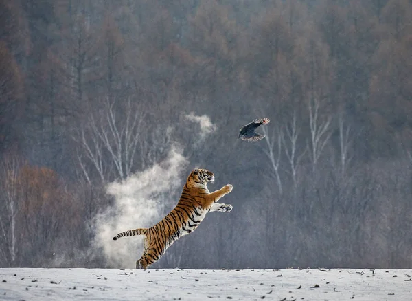 Siberian Tiger Catching Game Fowl Winter Forest Siberian Tiger Park — Stock Photo, Image