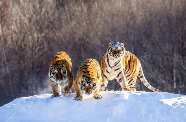 Tigres Siberianos Mirando Hacia Abajo Desde Colina Cubierta Nieve Bosque — Foto de Stock