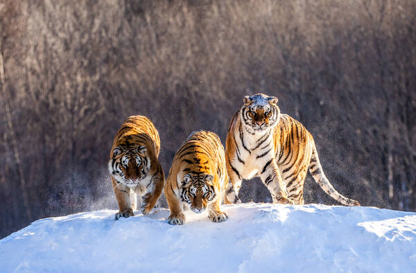 Siberian tigers looking down from snow-covered hill in forest, Siberian Tiger Park, Hengdaohezi park, Mudanjiang province, Harbin, China. 