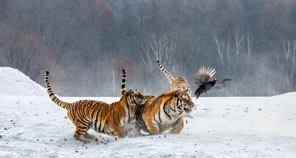 Tigres Sibérie Chasse Gibier Plumes Sur Prairie Enneigée Forêt Hiver — Photo