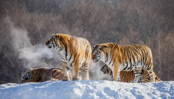 Sibiriska Tigrar Vilar Snötäckta Hill Soligt Väder Sibirisk Tiger Park — Stockfoto