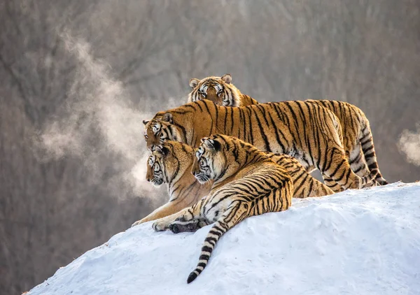 Sibiriska Tigrar Liggande Snowy Hill Winter Forest Sibirisk Tiger Park — Stockfoto