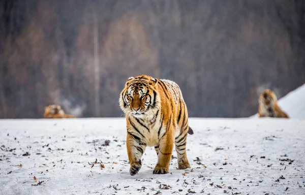 Τίγρη Της Σιβηρίας Περπατώντας Στα Χιονισμένα Ξέφωτο Σιβηρική Τίγρη Park — Φωτογραφία Αρχείου
