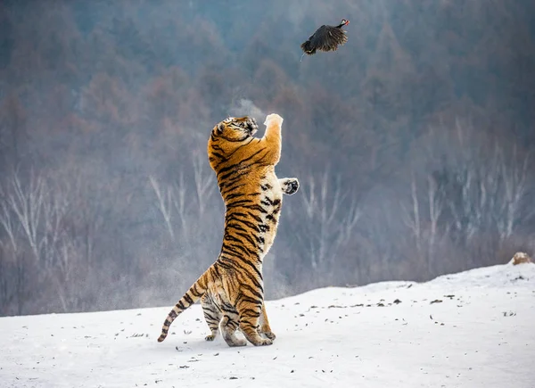 Tigre Siberiano Caça Presa Aves Salto Inverno Parque Tigre Siberiano — Fotografia de Stock