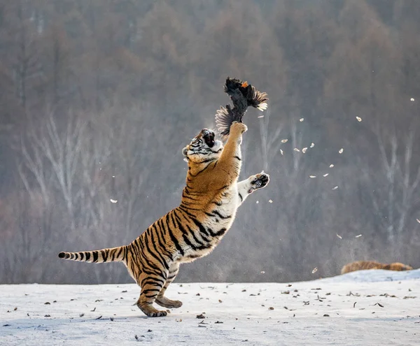 Tigre Siberiano Saltando Captura Aves Rapina Floresta Inverno Parque Tigre — Fotografia de Stock