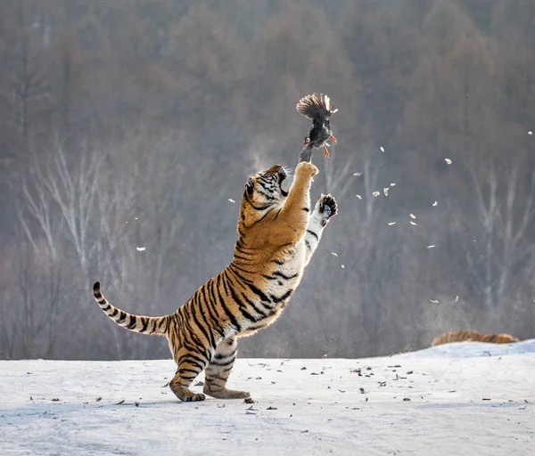 Siberian Tiger Jumping Catching Prey Bird Winter Forest Siberian Tiger — Stock Photo, Image