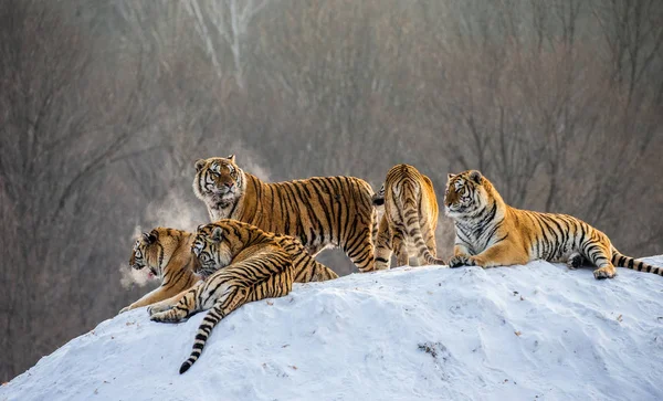 Siberian Tigers Lying Snowy Hill Winter Forest Siberian Tiger Park — Stock Photo, Image