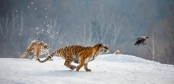 Сибирские Тигры Бегут Время Охоты Снежном Лугу Зимнего Леса Сибирский Стоковая Картинка