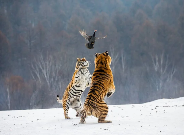 Tigres Siberianos Cazando Aves Rapaces Salto Invierno Parque Del Tigre Fotos De Stock