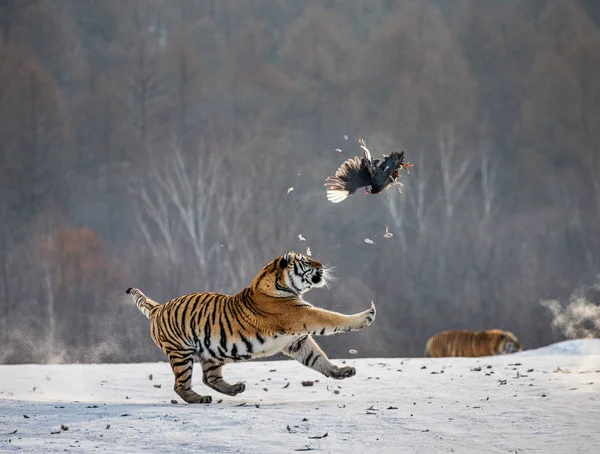 Siberian Tiger Jumping Catching Prey Bird Winter Forest Siberian Tiger Stock Image