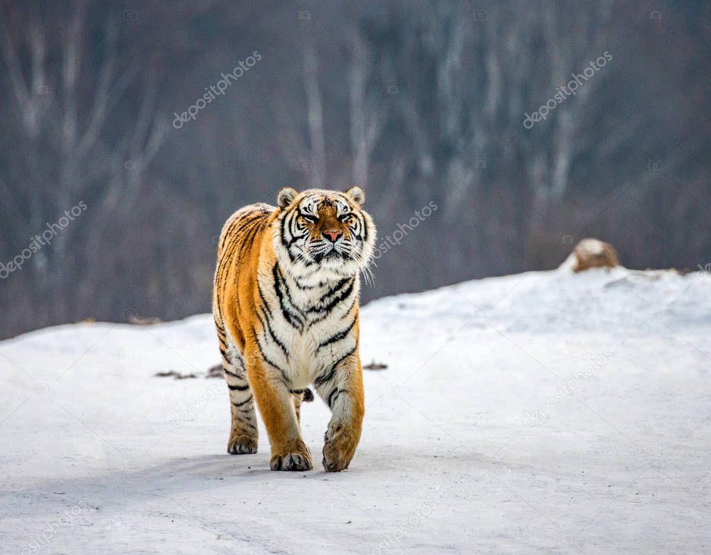 Siberian tiger walking in snowy glade, Siberian Tiger Park, Hengdaohezi park, Mudanjiang province, Harbin, China. 