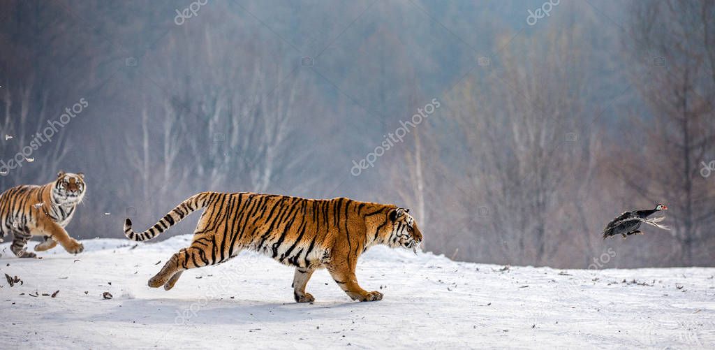 Siberian tigers running while hunting on snowy meadow of winter forest, Siberian Tiger Park, Hengdaohezi park, Mudanjiang province, Harbin, China. 