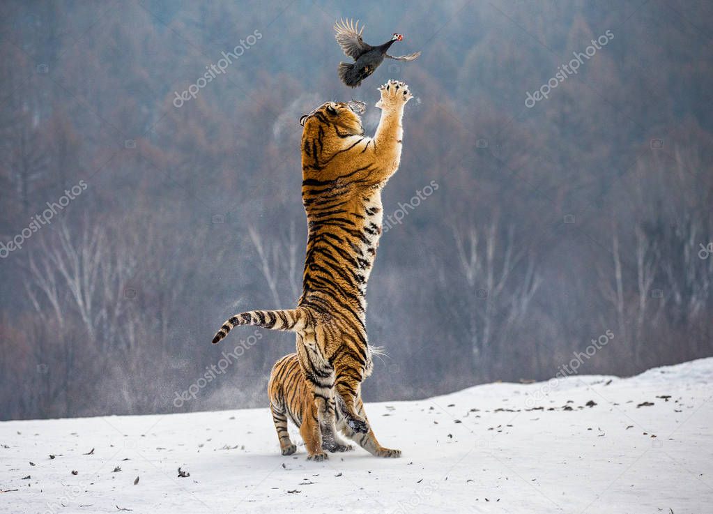 Siberian tiger hunting prey fowl in jump in winter, Siberian Tiger Park, Hengdaohezi park, Mudanjiang province, Harbin, China. 