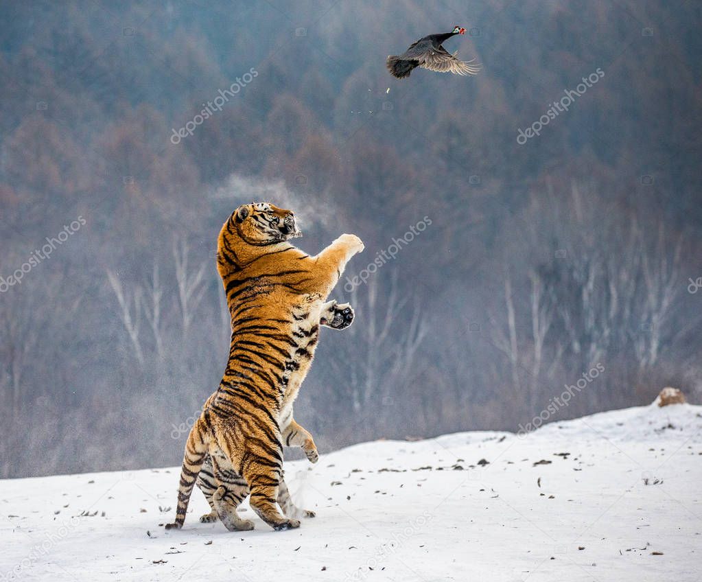 Siberian tiger jumping and catching prey bird in winter forest, Siberian Tiger Park, Hengdaohezi park, Mudanjiang province, Harbin, China. 