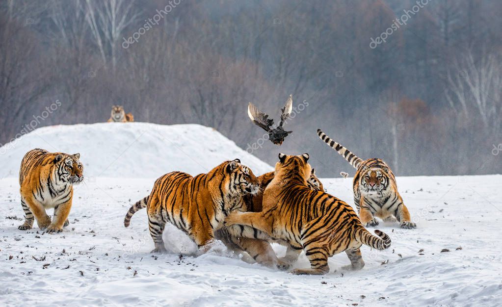 Siberian tigers hunting game fowl on snowy meadow of winter forest, Siberian Tiger Park, Hengdaohezi park, Mudanjiang province, Harbin, China. 