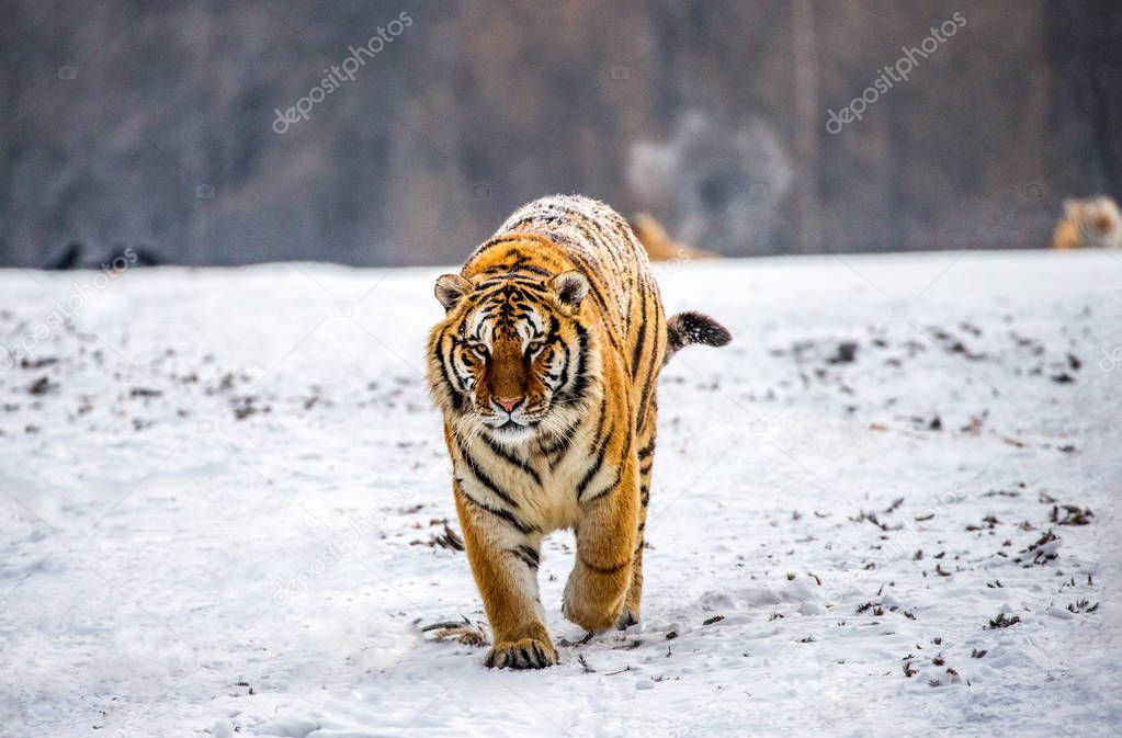 Siberian tiger walking in snowy glade, Siberian Tiger Park, Hengdaohezi park, Mudanjiang province, Harbin, China. 