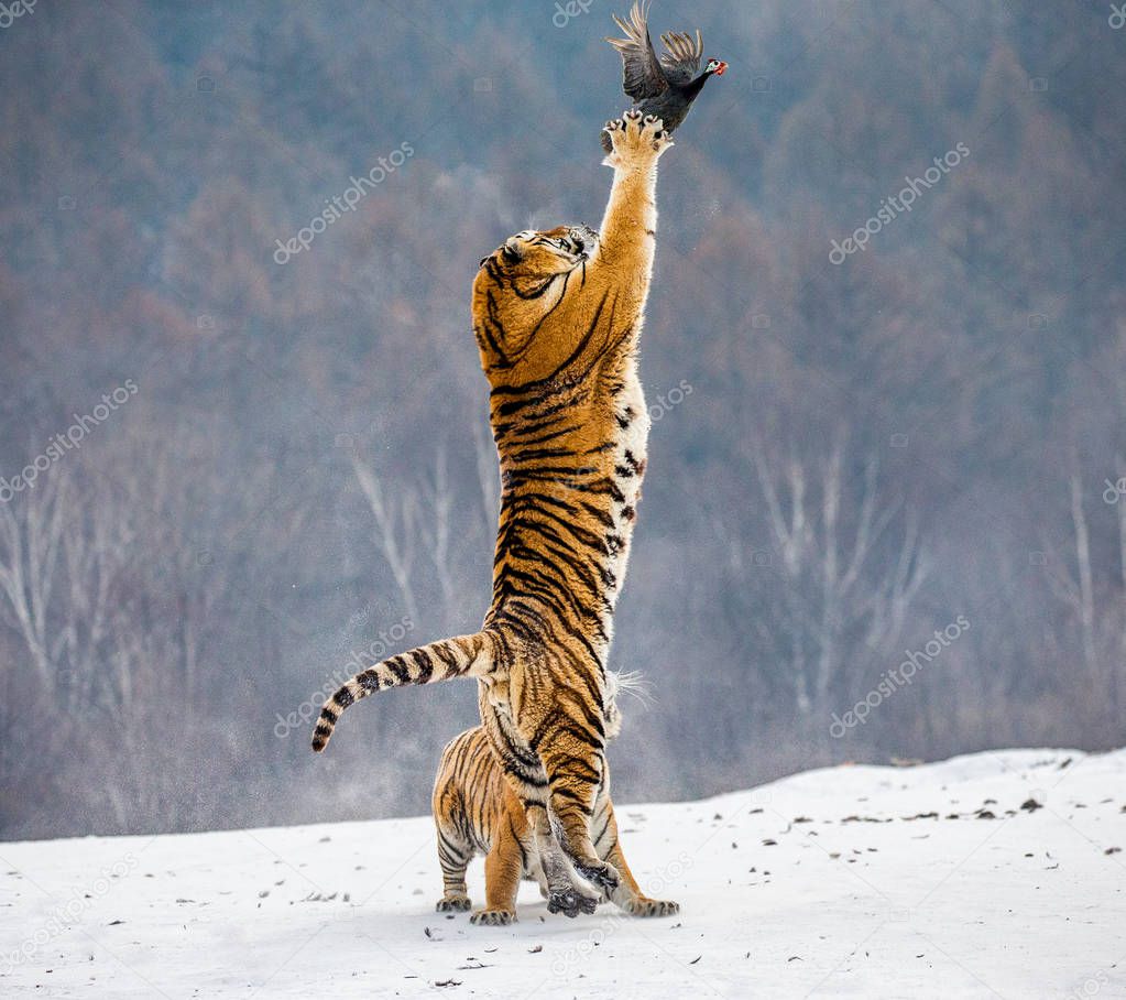 Siberian tiger hunting prey fowl in jump in winter, Siberian Tiger Park, Hengdaohezi park, Mudanjiang province, Harbin, China. 