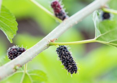 Olgun siyah ve kırmızı dut dalı.