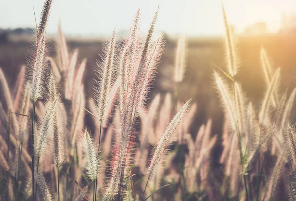 Трава Цветы Утром Винтажный Тон — стоковое фото