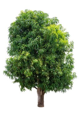 Beyaz arkaplanda kırpma yolu ile izole edilmiş mango ağacı.