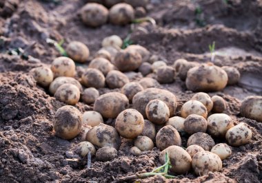 Tarlada taze organik patatesler, topraktan patates hasadı..