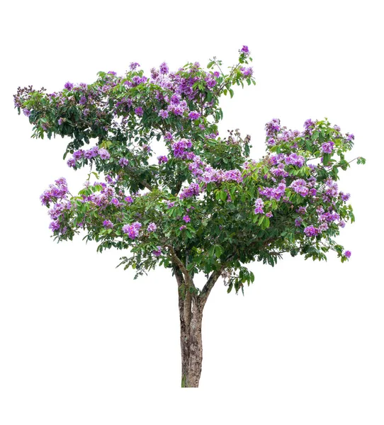 Lagerstroemia Floribunda Lythraceae Lagerstroemia Floribunda — Fotografia de Stock