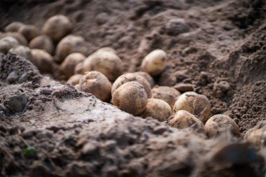 Tarlada taze organik patatesler, topraktan patates hasadı..