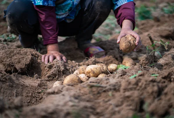 Fresh organic potatoes in the field,harvesting potatoes from soil.