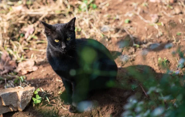 Gato Negro Con Los Ojos Amarillos Sentado Patio Trasero — Foto de Stock