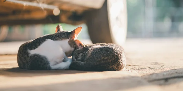 Dos Gatos Durmiendo Suelo Por Mañana —  Fotos de Stock