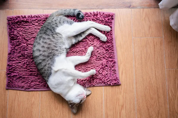 Gato Durmiendo Felpudo Casa —  Fotos de Stock