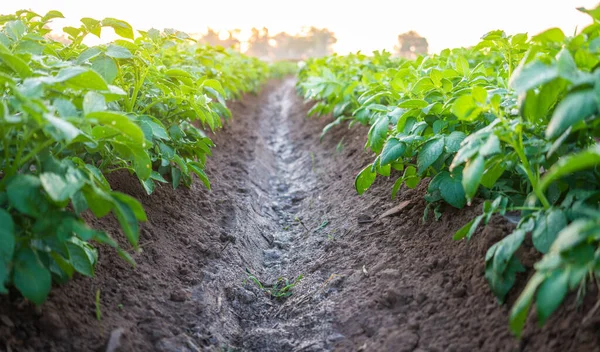 Planta Papa Campo Verde Por Mañana —  Fotos de Stock