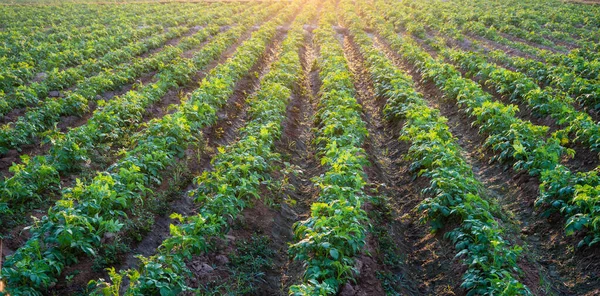 Planta Papa Campo Verde Por Mañana — Foto de Stock