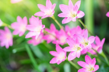 Bahçede pembe yağmurlu zambak çiçeği.