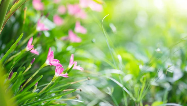 Rosa Regenlilie Blüht Garten — Stockfoto