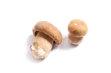 Şaşırtıcı yenilebilir mantar boletus mantarı sonbahar hasat (Kral bolete) izole üzerinde beyaz arka plan porcini mantar olarak bilinen