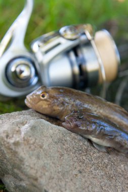 Tatlı su bullhead balık veya yuvarlak kaya balığı Neogobius melanostomus ve yeni denizden çekilen Neogobius fluviatilis pallasi olarak bilinen balık. Gri taş arka plan ve olta ile reel doğal adam üzerinde kaya balığı balık adında iki ham bullhead balık