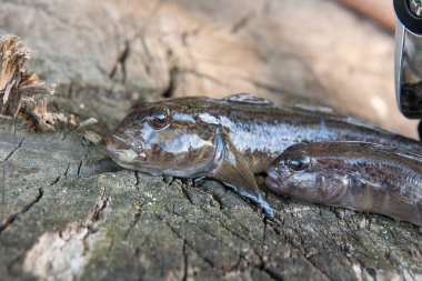 Tatlı su bullhead balık veya yuvarlak kaya balığı Neogobius melanostomus ve yeni denizden çekilen Neogobius fluviatilis pallasi olarak bilinen balık. İki ham bullhead balık kaya balığı balık ve olta ile reel olarak adlandırılan doğal vintage ahşap adam