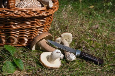 Şaşırtıcı yenilebilir mantar boletus mantarı sonbahar hasat (Kral bolete) porcini mantar bilinir. Birkaç yenilebilir mantar Boletus mantarı bileşimi (cep, penny topuz, porcino veya Kral bolete, genellikle porcini mantar olarak adlandırılır), bıçak ve hasır b
