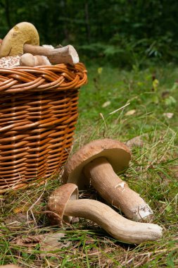 Şaşırtıcı yenilebilir mantar boletus mantarı sonbahar hasat (Kral bolete) porcini mantar bilinir. Birkaç yenilebilir mantar Boletus mantarı bileşimi (cep, penny topuz, porcino veya Kral bolete, genellikle porcini mantar olarak adlandırılır) ve hasır sepet o
