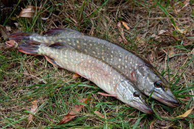 Tatlı su Kuzey pike balık Esox Lucius yeşil çim üzerinde yalan olarak biliyor. Balık tutma kavramı, iyi av - sadece doğal arka plan - yeşil çimenlerin üzerinde su alınan büyük tatlı su pike balık