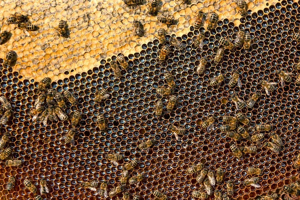甘い蜂蜜とハニカム上の作業蜂のビューを閉じます 蜂蜜は健康的な農産物を維持しています 蜂蜂蜜収集でザ黄色美しいですハニカム — ストック写真