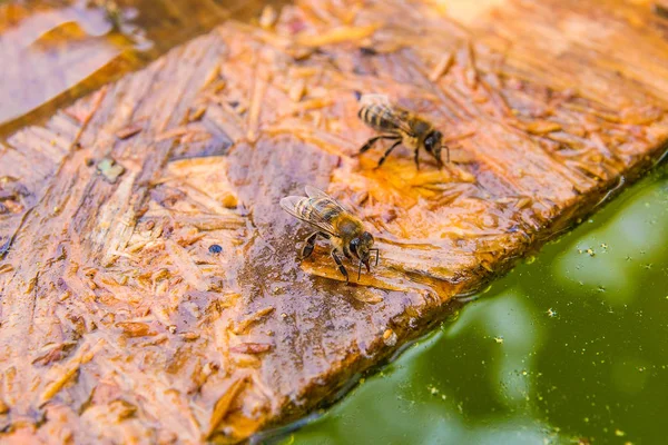 Arılar meşgul, çalışma arılar görünümünü kapatın. Ahşap tahta su üstünde yüzer. Arılar gösteren hayvanlar içme suyu yaz zaman kapatın. 