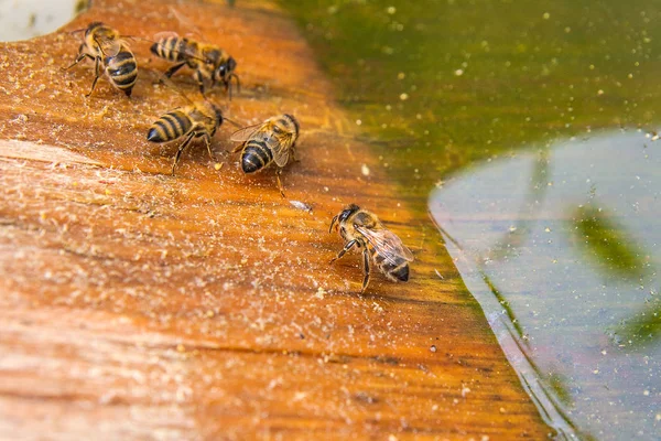 Arılar meşgul, çalışma arılar görünümünü kapatın. Arılar gösteren hayvanlar içme suyu yaz zaman kapatın. 