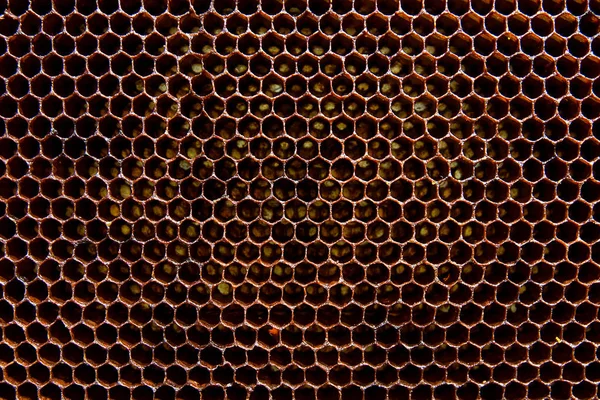 Arka plan doku ve desen balmumu petek arı kovanı üzerinden bir bölümünün.