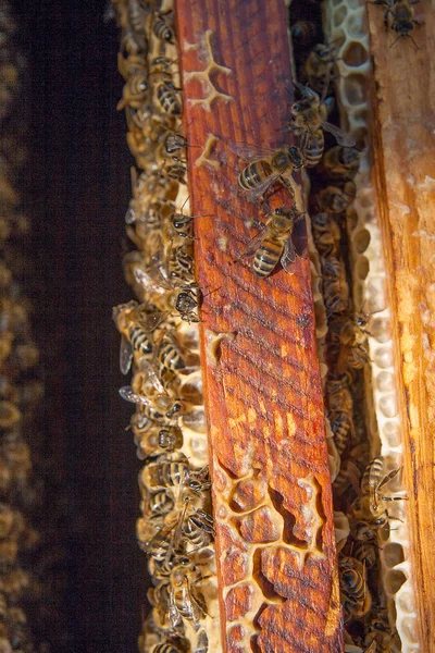 Zavřít Pohled Otevřené Tělo Úlu Zobrazující Rámy Osídlené Včelami — Stock fotografie