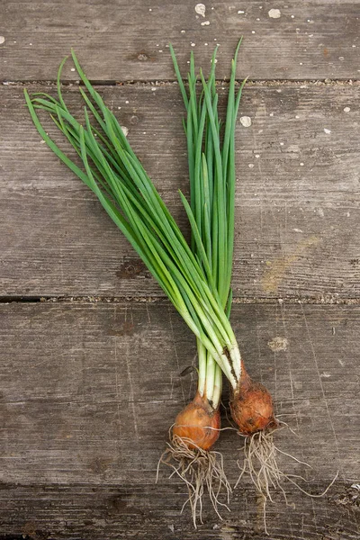 Spring onions are rich in vitamins,minerals and natural compound. Green onions or Spring onions on vintage wooden background
