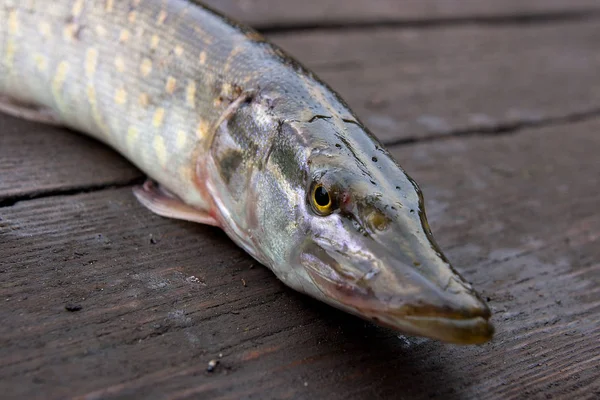 파이크 물고기 Esox 빈티지 배경가 시간에서 파이크 물고기는 물에서 — 스톡 사진